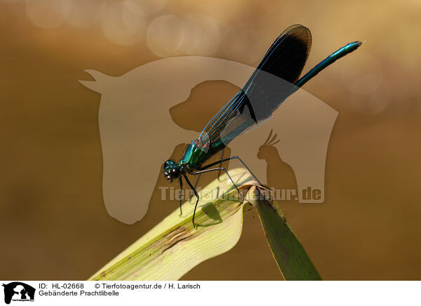 Gebnderte Prachtlibelle / banded demoiselle / HL-02668