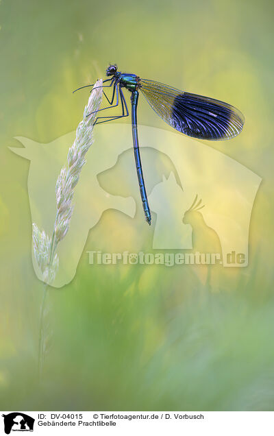 Gebnderte Prachtlibelle / banded demoiselle / DV-04015