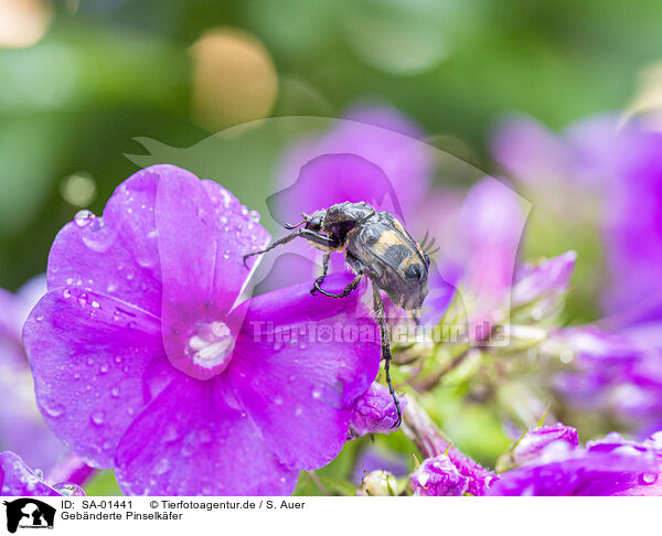 Gebnderte Pinselkfer / bee beetle / SA-01441