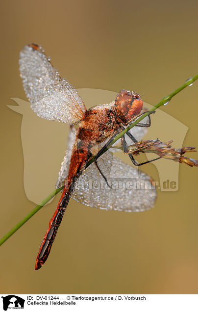 Gefleckte Heidelibelle / DV-01244