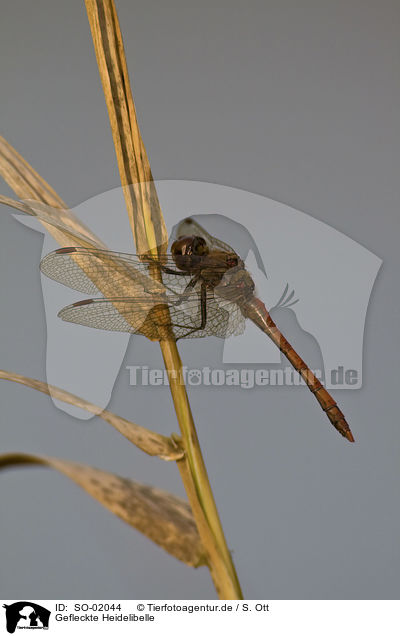 Gefleckte Heidelibelle / yellow-winged darter / SO-02044