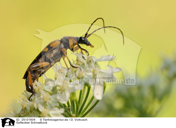 Gefleckter Schmalbock / long-horned beetle / DV-01604
