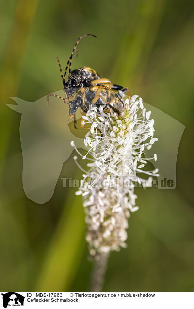 Gefleckter Schmalbock / black-and-yellow longhorn beetle / MBS-17963