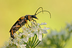 Gefleckter Schmalbock