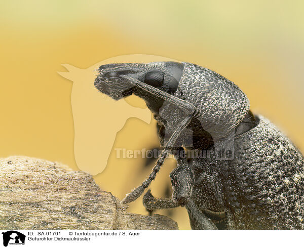Gefurchter Dickmaulr�ssler / SA-01701