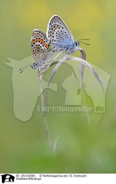 Geiklee-Blulinge / silver-studded blue butterflies / DV-03090