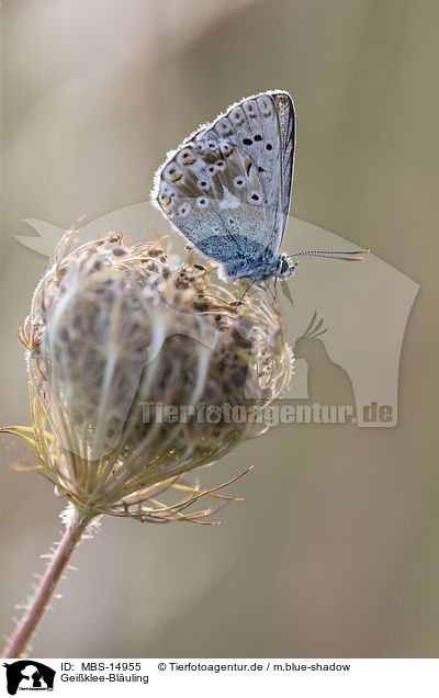 Geiklee-Bluling / silver-studded blue / MBS-14955