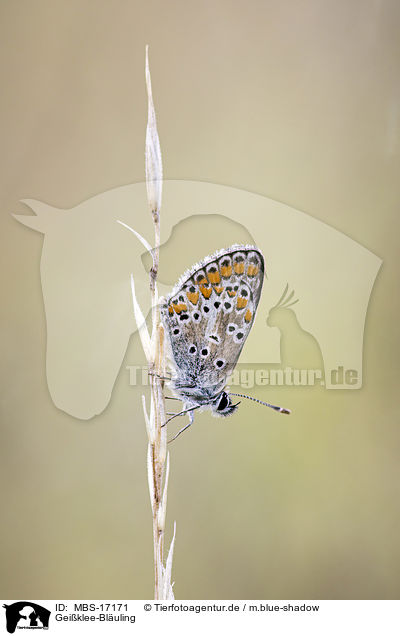 Geiklee-Bluling / silver-studded blue / MBS-17171