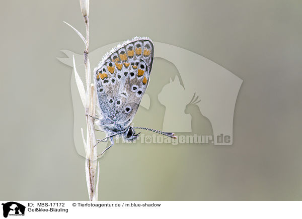 Geiklee-Bluling / silver-studded blue / MBS-17172