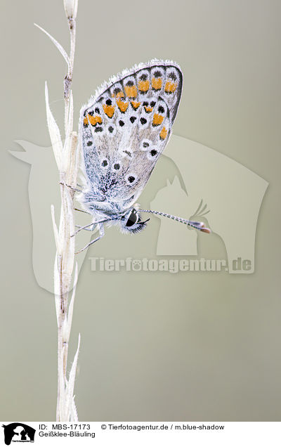 Geiklee-Bluling / silver-studded blue / MBS-17173