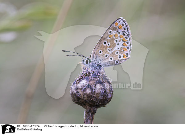 Geiklee-Bluling / silver-studded blue / MBS-17174
