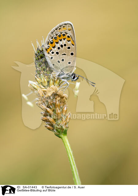 Geiklee-Bluling auf Blte / silver-studded blue on bloom / SA-01443