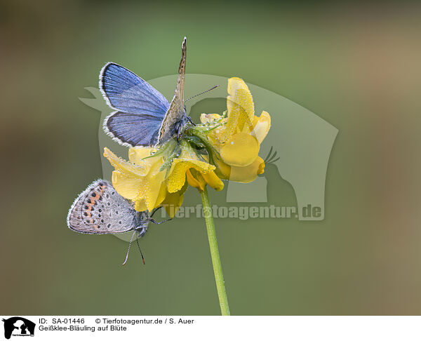 Geiklee-Bluling auf Blte / SA-01446