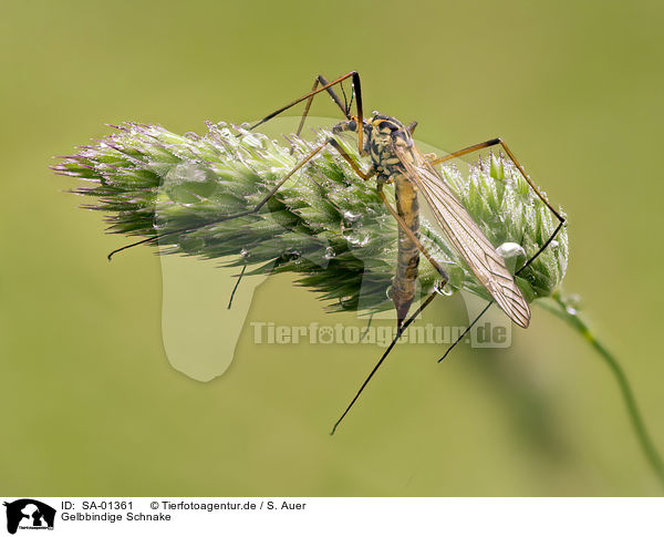 Gelbbindige Schnake / heath banded tiger / SA-01361