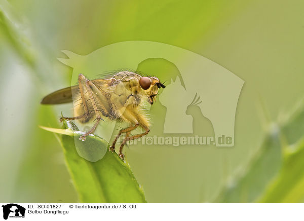 Gelbe Dungfliege / common yellow dung-fly / SO-01827