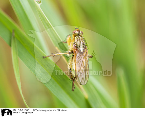 Gelbe Dungfliege / common yellow dung-fly / SA-01363