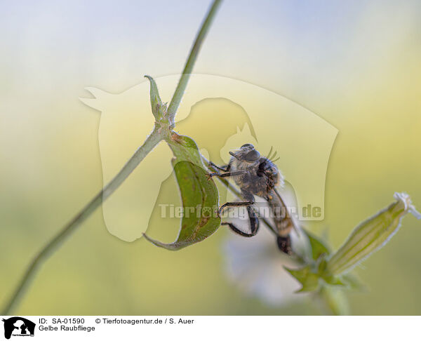 Gelbe Raubfliege / bumblebee robberfly / SA-01590