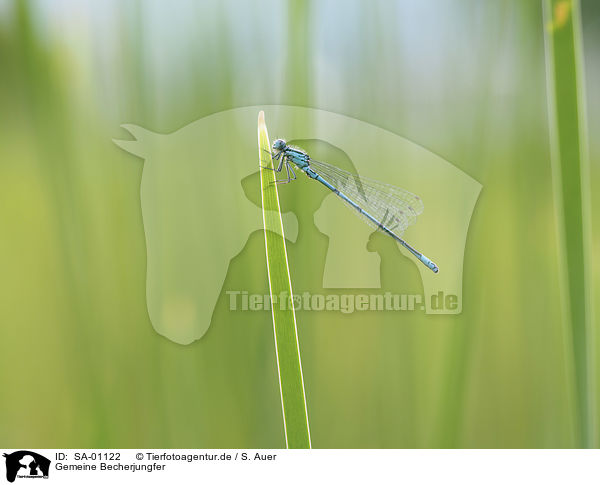 Gemeine Becherjungfer / Common blue Damselfly / SA-01122