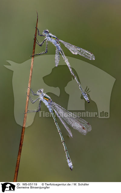 Gemeine Binsenjungfer / damselfly / WS-05119