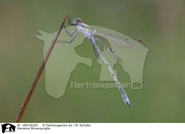 Gemeine Binsenjungfer / emerald damselfly / WS-05282