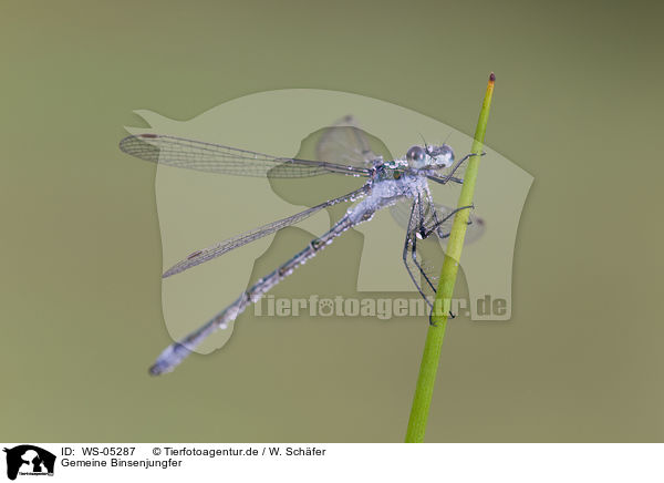 Gemeine Binsenjungfer / emerald damselfly / WS-05287