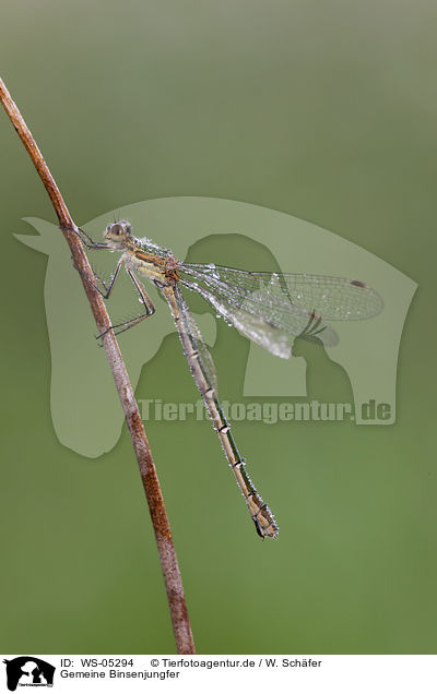 Gemeine Binsenjungfer / emerald damselfly / WS-05294