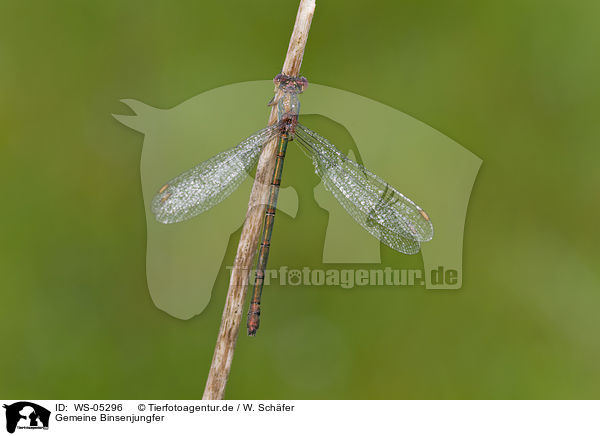 Gemeine Binsenjungfer / emerald damselfly / WS-05296