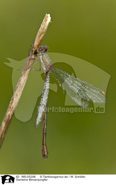 Gemeine Binsenjungfer / emerald damselfly / WS-05298