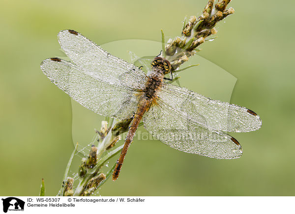 Gemeine Heidelibelle / WS-05307