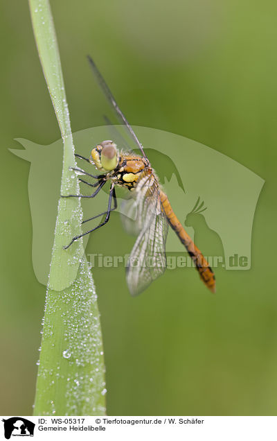 Gemeine Heidelibelle / vagrant darter / WS-05317