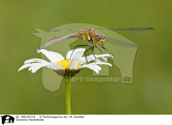 Gemeine Heidelibelle / WS-05318