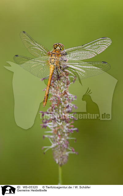Gemeine Heidelibelle / vagrant darter / WS-05320