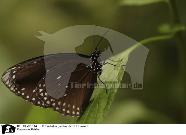 Gemeine Krhe / Common Crow Butterfly / HL-03014