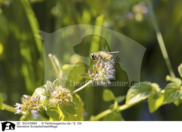 Gemeine Sumpfschwebfliege / tiger hoverfly / SO-03889
