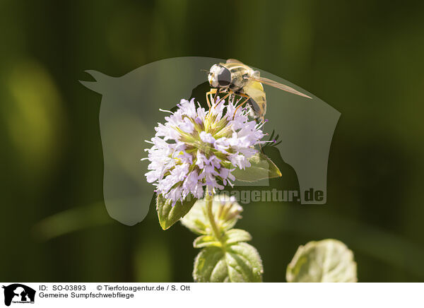 Gemeine Sumpfschwebfliege / SO-03893