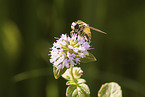 Gemeine Sumpfschwebfliege