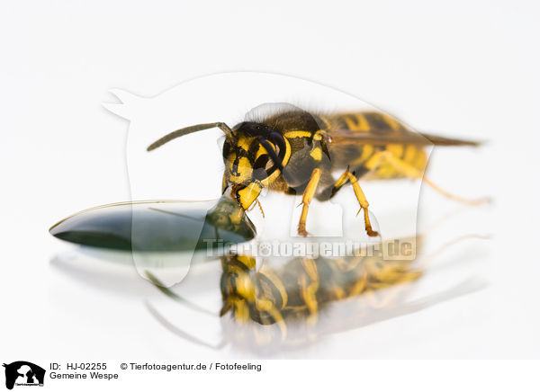 Gemeine Wespe / Common wasp / HJ-02255