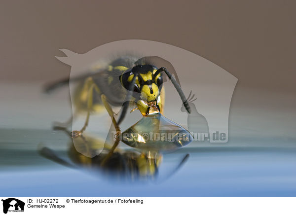Gemeine Wespe / Common wasp / HJ-02272