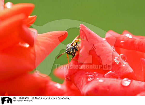 Gemeine Wespe / Common wasp / HJ-02309