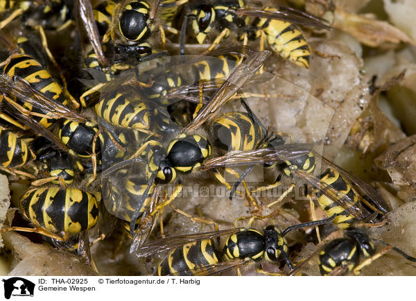 Gemeine Wespen / common wasps / THA-02925