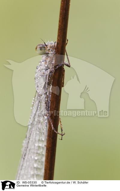 Gemeine Winterlibelle / common winter damselfly / WS-05330
