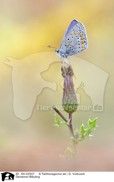 Gemeiner Bluling / common blue / DV-03547