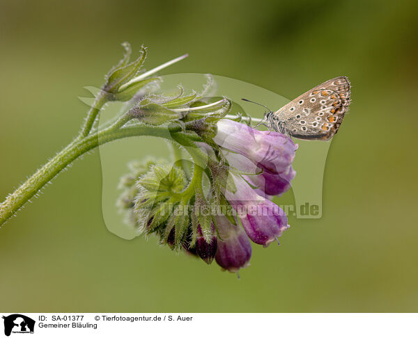 Gemeiner Bluling / common blue / SA-01377