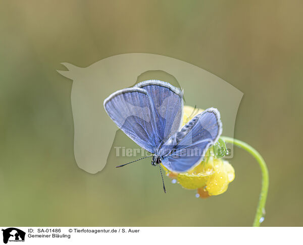 Gemeiner Bluling / common gossamer-winged butterfly / SA-01486