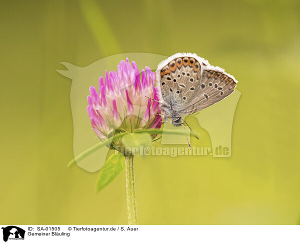 Gemeiner Bluling / common gossamer-winged butterfly / SA-01505