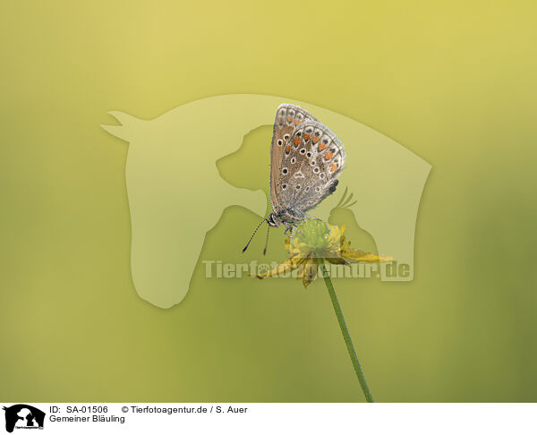 Gemeiner Bluling / common gossamer-winged butterfly / SA-01506