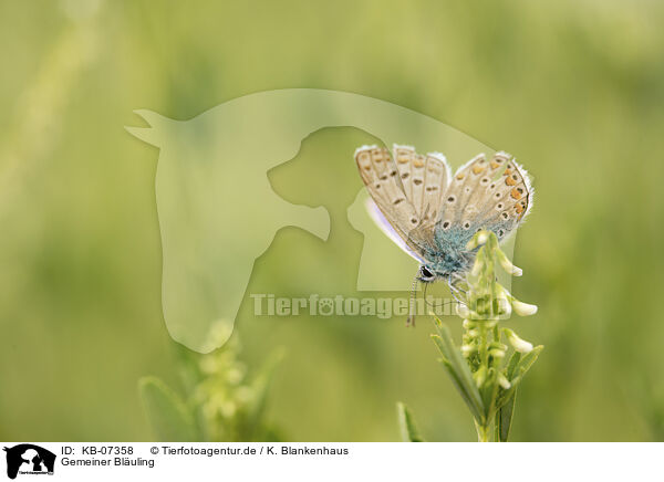 Gemeiner Bluling / common blue / KB-07358