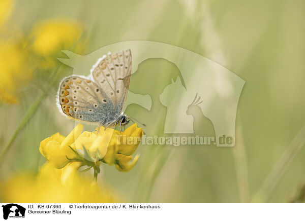 Gemeiner Bluling / common blue / KB-07360