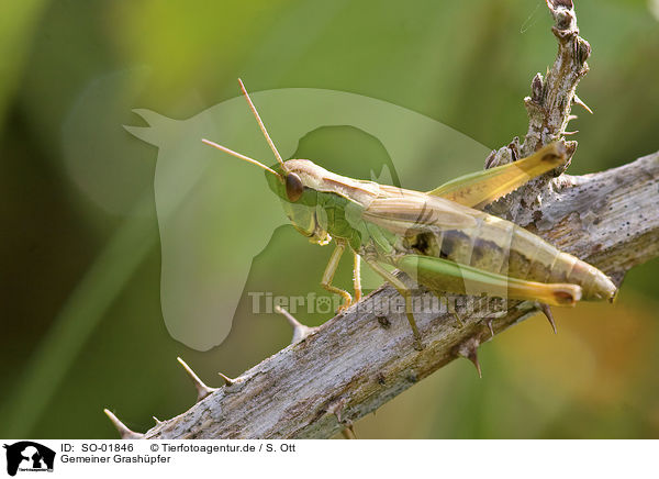 Gemeiner Grashpfer / meadow grasshopper / SO-01846