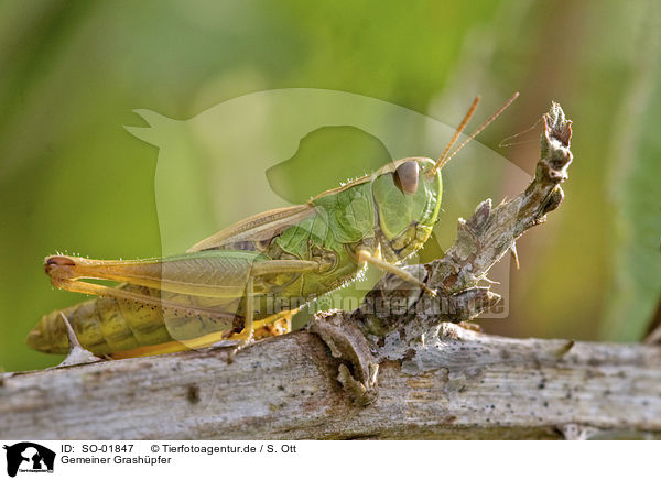 Gemeiner Grashpfer / meadow grasshopper / SO-01847